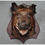 Taxidermy - A large boar's head with glass eyes mounted on a shaped mahogany shield, overall