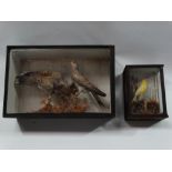 Taxidermy - A pair of collared doves, set within a naturalistic setting, glazed case, height 31cm,