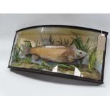 Taxidermy - A trout, set within a naturalistic setting, bow fronted glazed case with remains of gilt