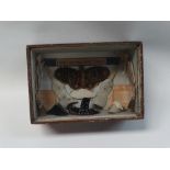 Victorian diorama - A diorama in glazed pine case, height 18cm, width 26cm, depth 12.5cm.