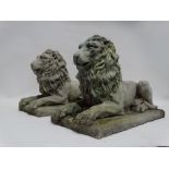 A pair of reconstituted stone lions - in a recumbent poise, length 45cm.