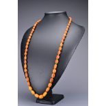 A long strung graduated amber bead necklace with metal spring ring clasp. Beads approx. 10-20mm.