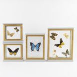 Lot of 4 frames with butterflies