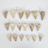 Collection of 17 shark teeth