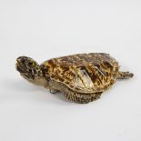 Taxidermy little water turtle