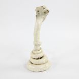 Taxidermy stuffed Cobra (Elapidae)