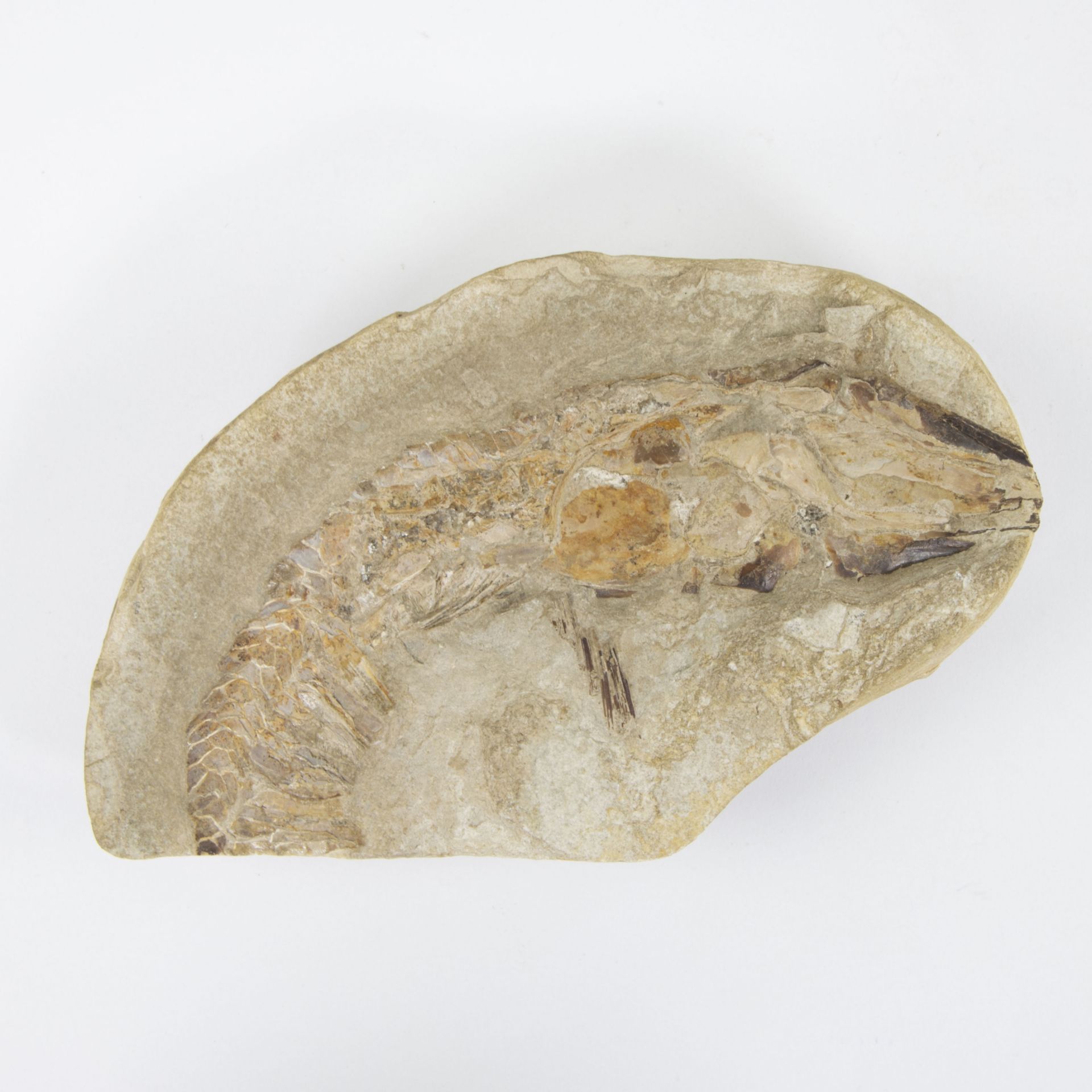 Double fossil of a reptile - Image 2 of 4