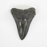 Carcharodon megalodon tooth, Miocene (15-10 mil y), Savannah area, South Catrolina, USA