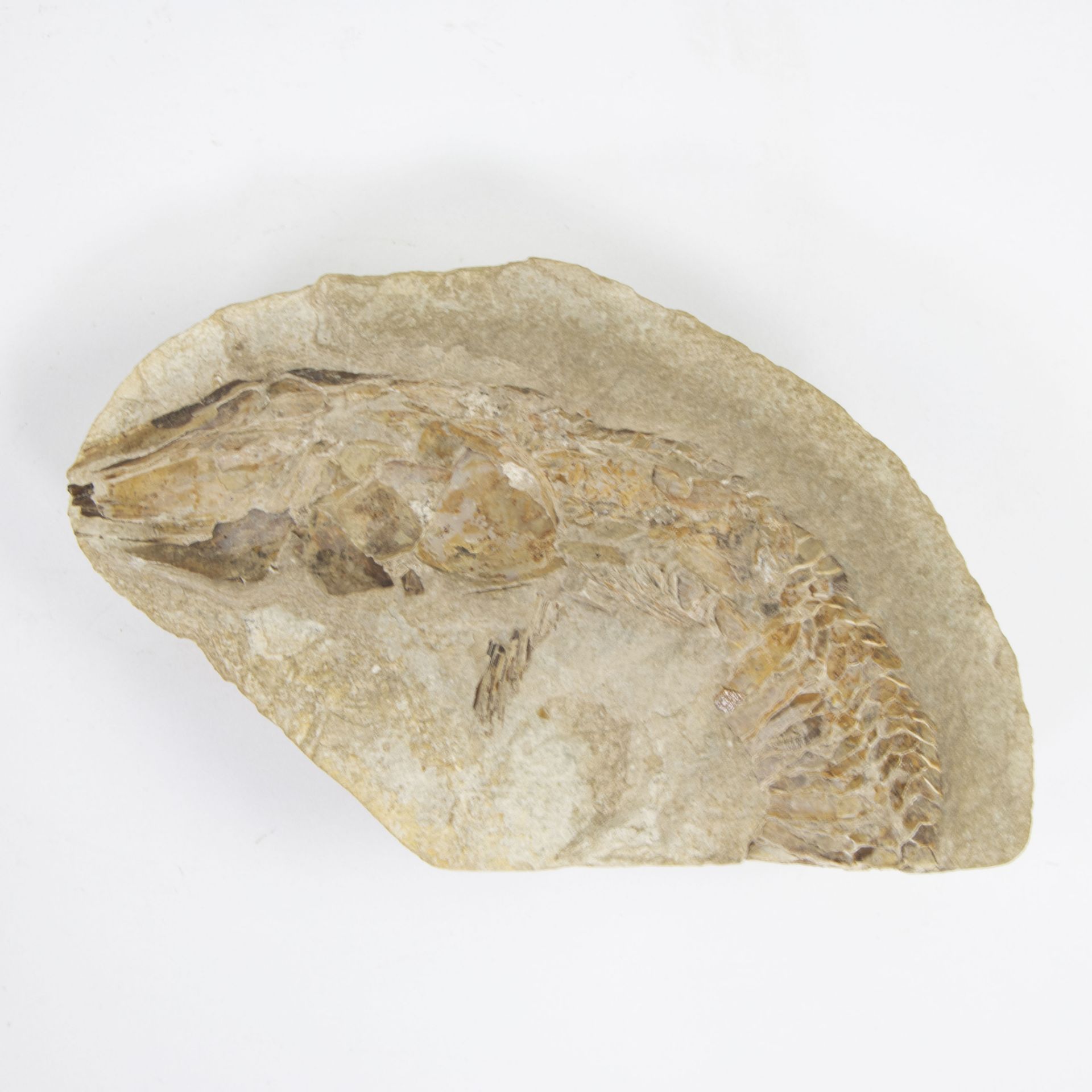 Double fossil of a reptile - Image 3 of 4