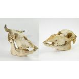 Taxidermy skull of a cow and a sheep