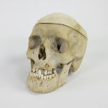 Human study skull from doctor's cabinet