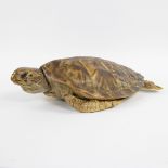 Taxidermy large water turtle