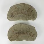 Fossil of a fish (2 halves)