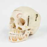 Human Study Skull