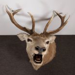 Taxidermy, large deer head