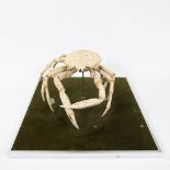 Taxidermy large stuffed spider crab