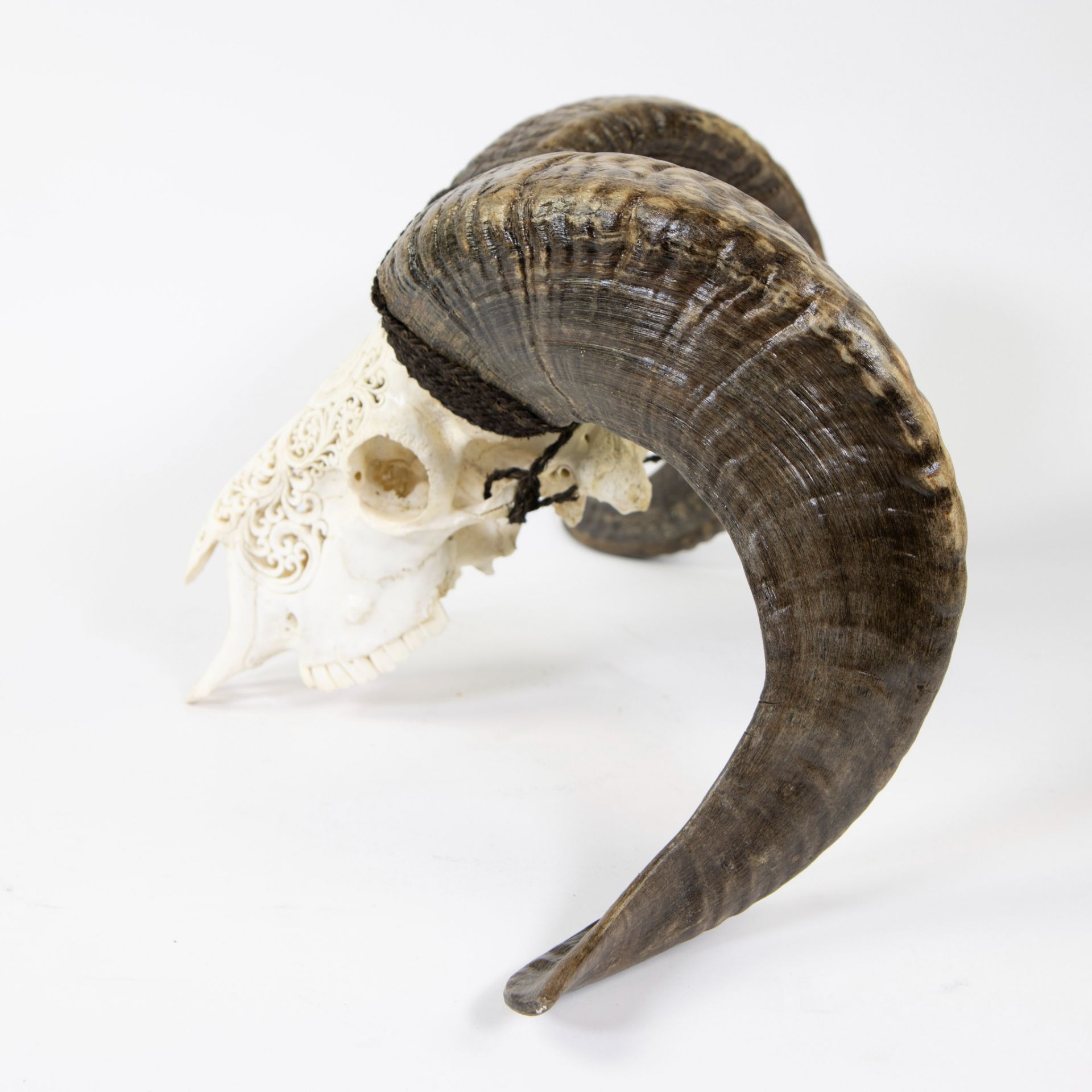 Finely crafted skull of a ram - Image 3 of 5