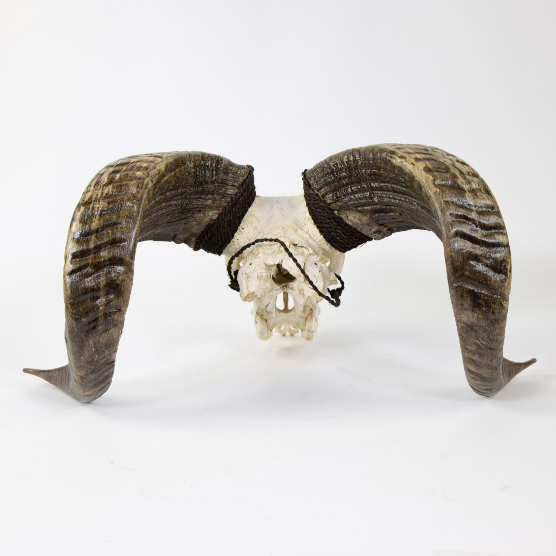 Finely crafted skull of a ram - Image 4 of 5