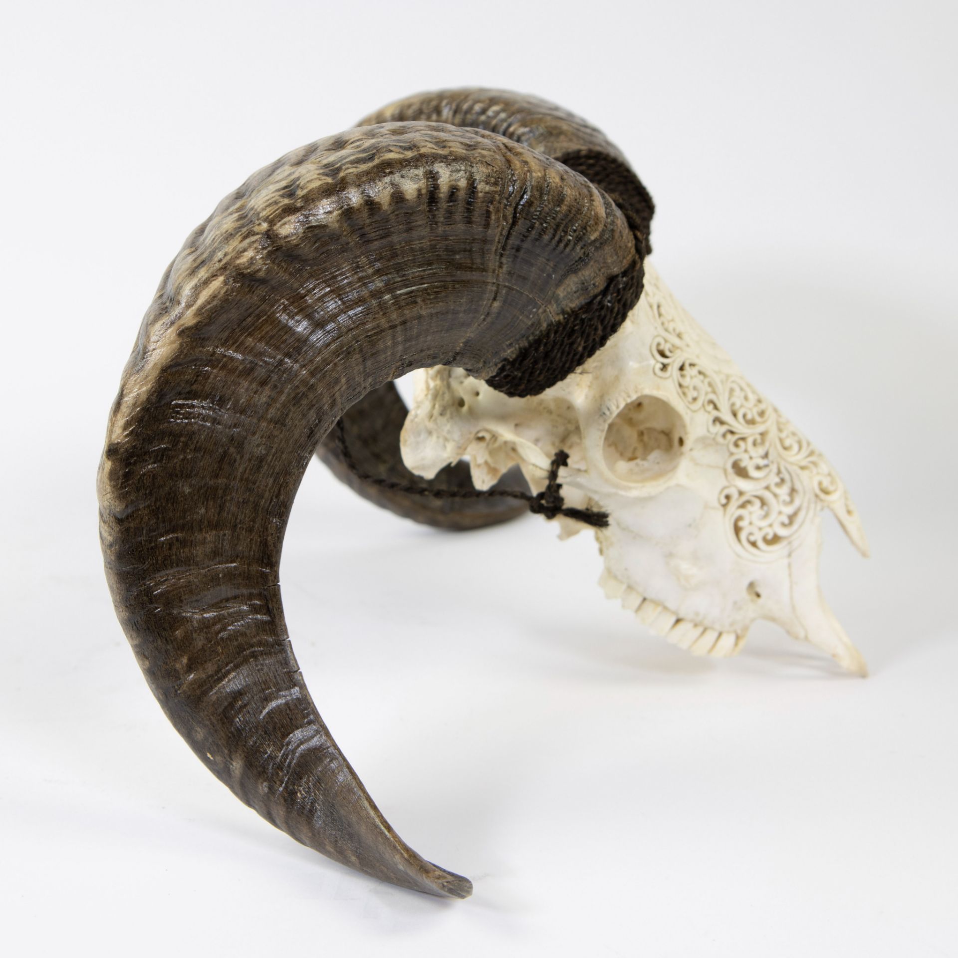 Finely crafted skull of a ram - Image 5 of 5