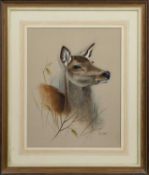 DOE, A GOUACHE BY EVE COOTE