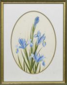 BLUE IRIS, A GOUACHE BY EVE COOTE