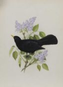 BLACKBIRD, A GOUACHE BY EVE COOTE