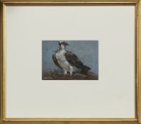 EAGLE, A PASTEL BY JOEL KIRK