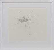 SPIDER, A PENCIL BY JOYCE GUNN CAIRNS