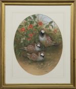 RED-LEGGED PARTRIDGE, A GOUACHE BY EVE COOTE