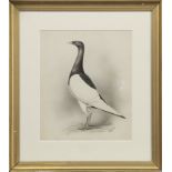 CHAMPION MAGPIE PIGEON, A WATERCOLOUR BY ERNEST GEORGE WIPPELL