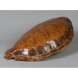 A shell of a sea turtle. 19th/20th century. Diam.: 51 cm.