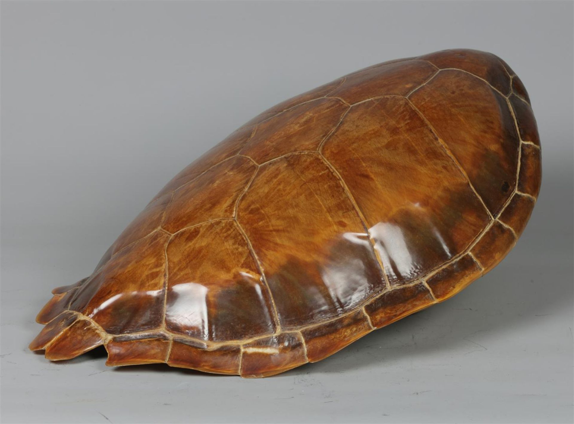 A shell of a sea turtle. 19th/20th century.
Diam.: 51 cm.