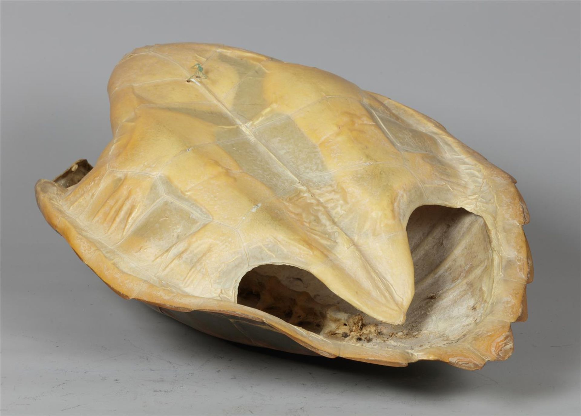 A shell of a sea turtle. 19th/20th century.
Diam.: 51 cm. - Bild 4 aus 4