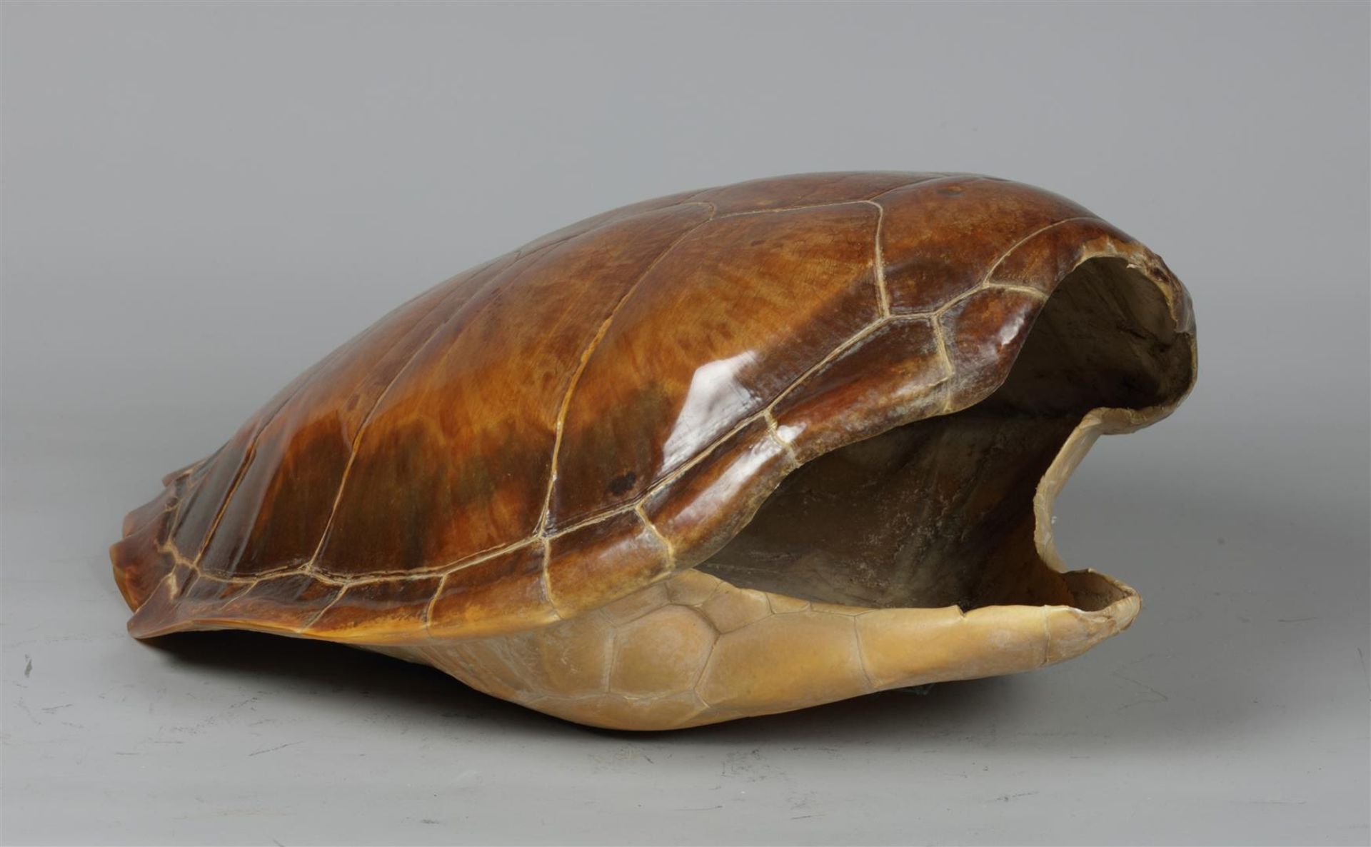 A shell of a sea turtle. 19th/20th century.
Diam.: 51 cm. - Bild 2 aus 4