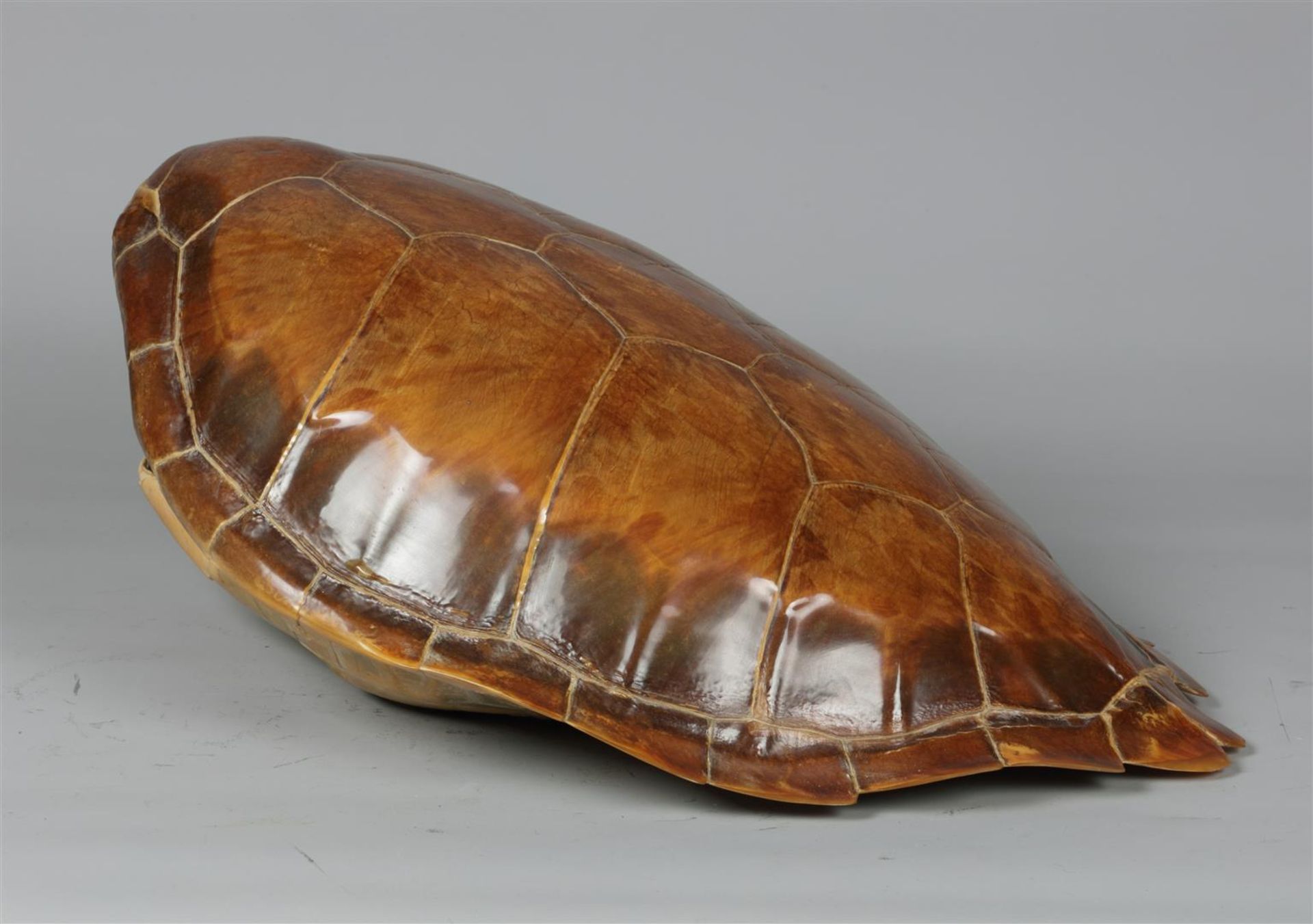 A shell of a sea turtle. 19th/20th century.
Diam.: 51 cm. - Bild 3 aus 4