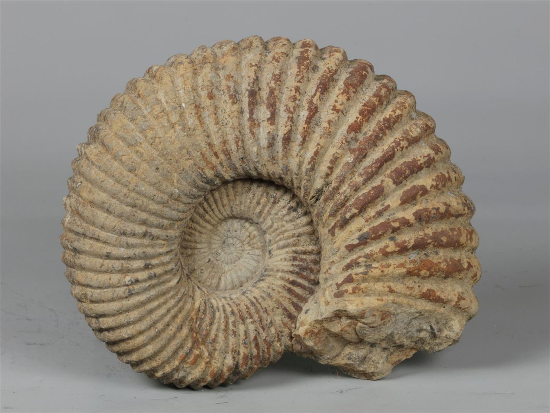 An ammonite fossil " Kranaosphinctes roedereri". Jurassic -