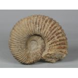 An ammonite fossil " Kranaosphinctes roedereri". Jurassic -