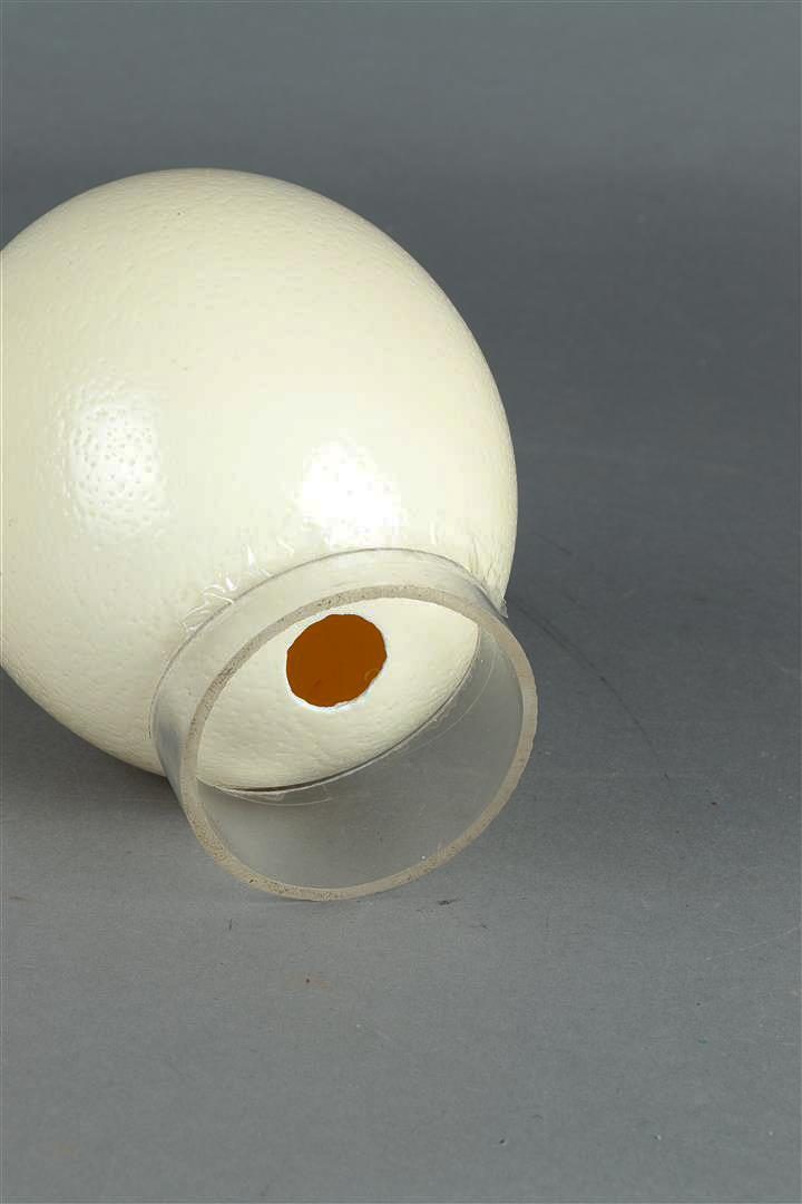 An ostrich egg. (bottom opened), primed. - Image 2 of 2