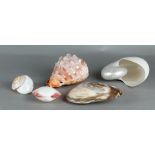 A lot of various exotic shells including a cameo shell and a polished nautilus shell.