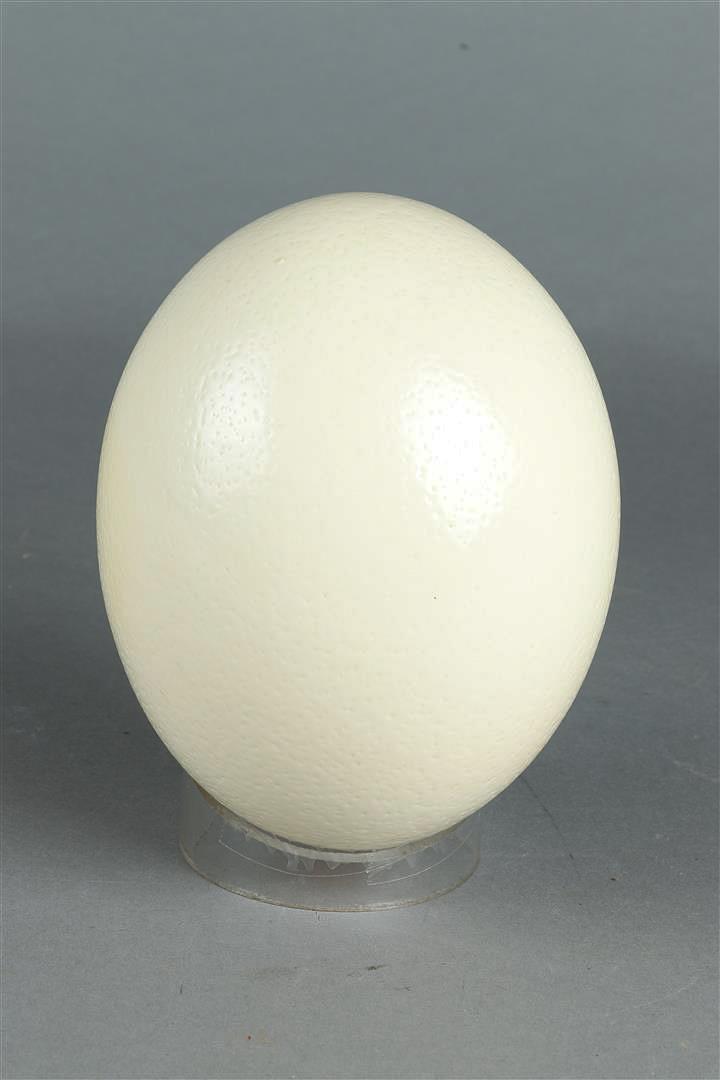 An ostrich egg. (bottom opened), primed.