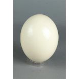 An ostrich egg. (bottom opened), primed.