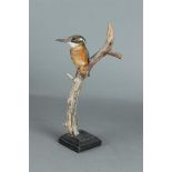 Kingfisher Full-body mount - Alcedo atthis, ringed.