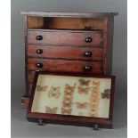 A softwood chest of drawers filled with butterfly and moth preparations. Approx. 1900.