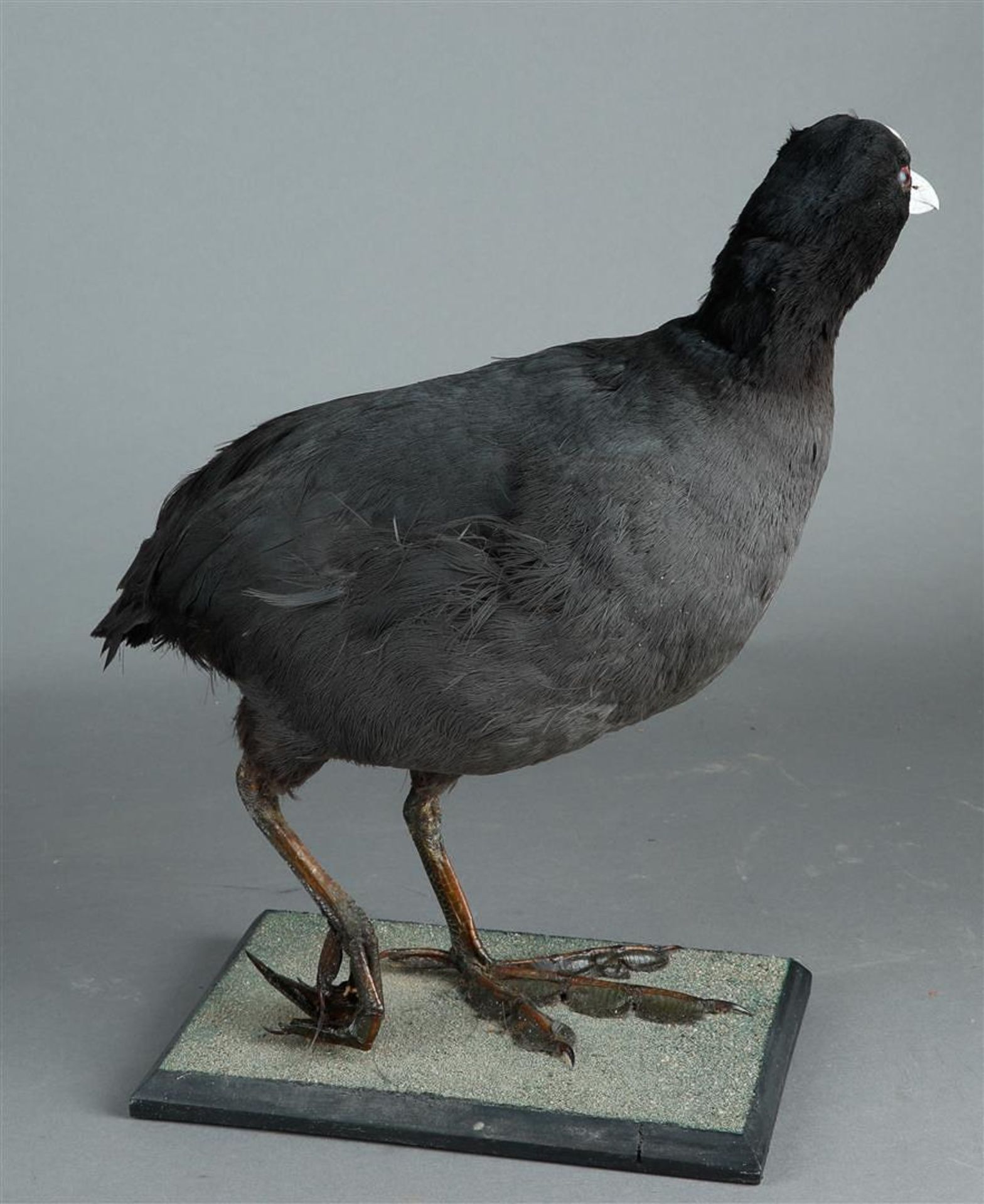 A coot, full-body mount, Fulica atra, ringed. - Image 2 of 2