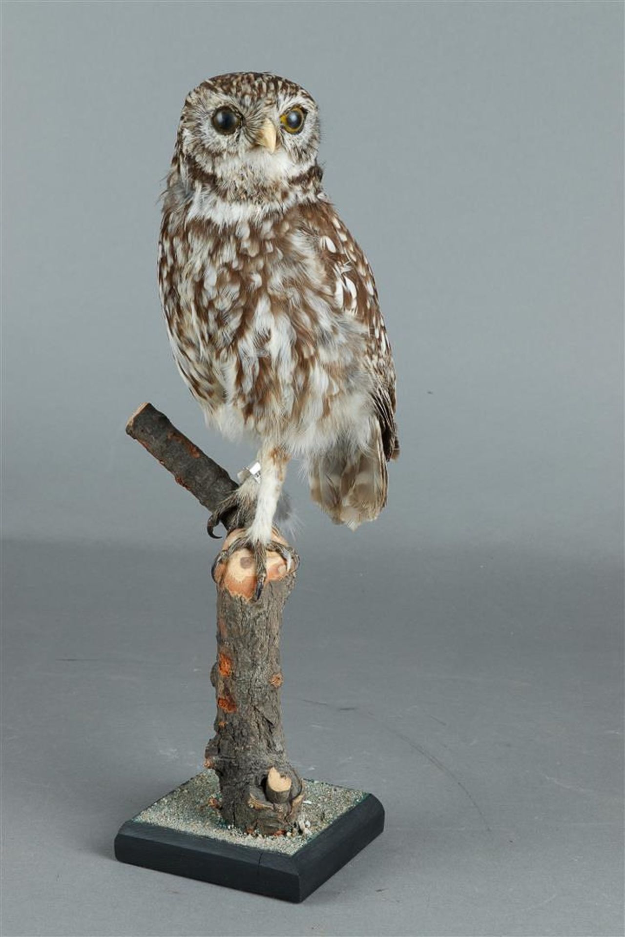 A Little Owl - Full-body mount - Athene noctua, ringed.