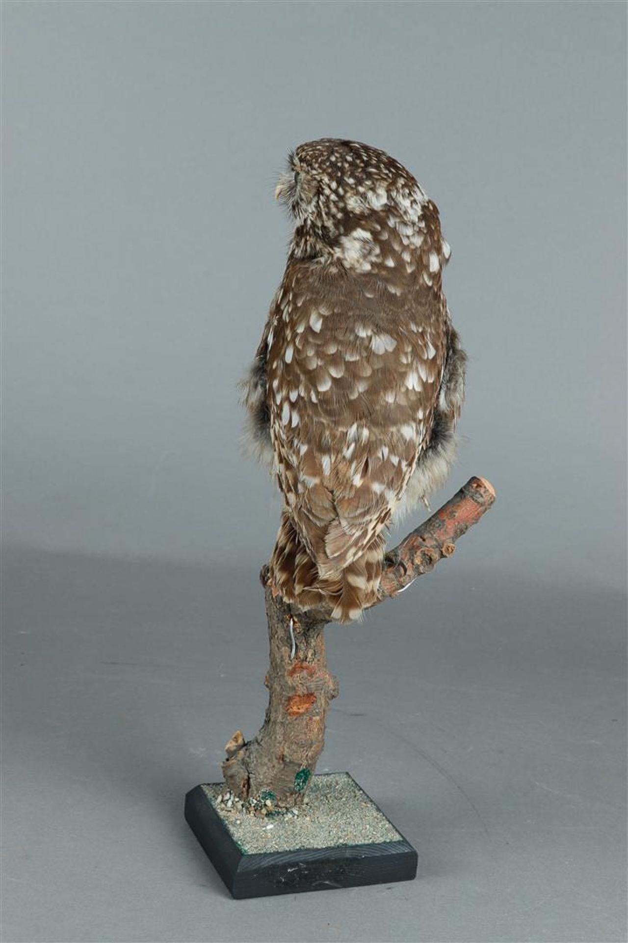 A Little Owl - Full-body mount - Athene noctua, ringed. - Bild 3 aus 3