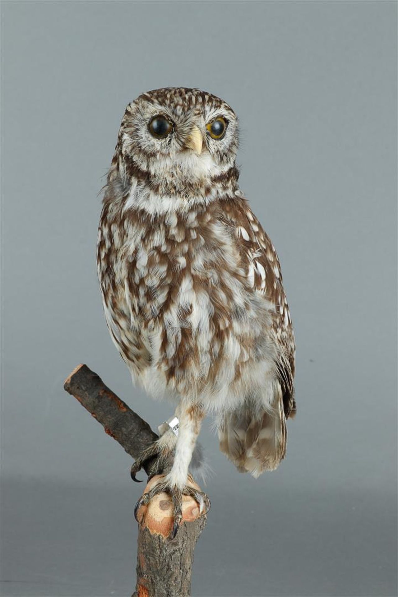 A Little Owl - Full-body mount - Athene noctua, ringed. - Bild 2 aus 3