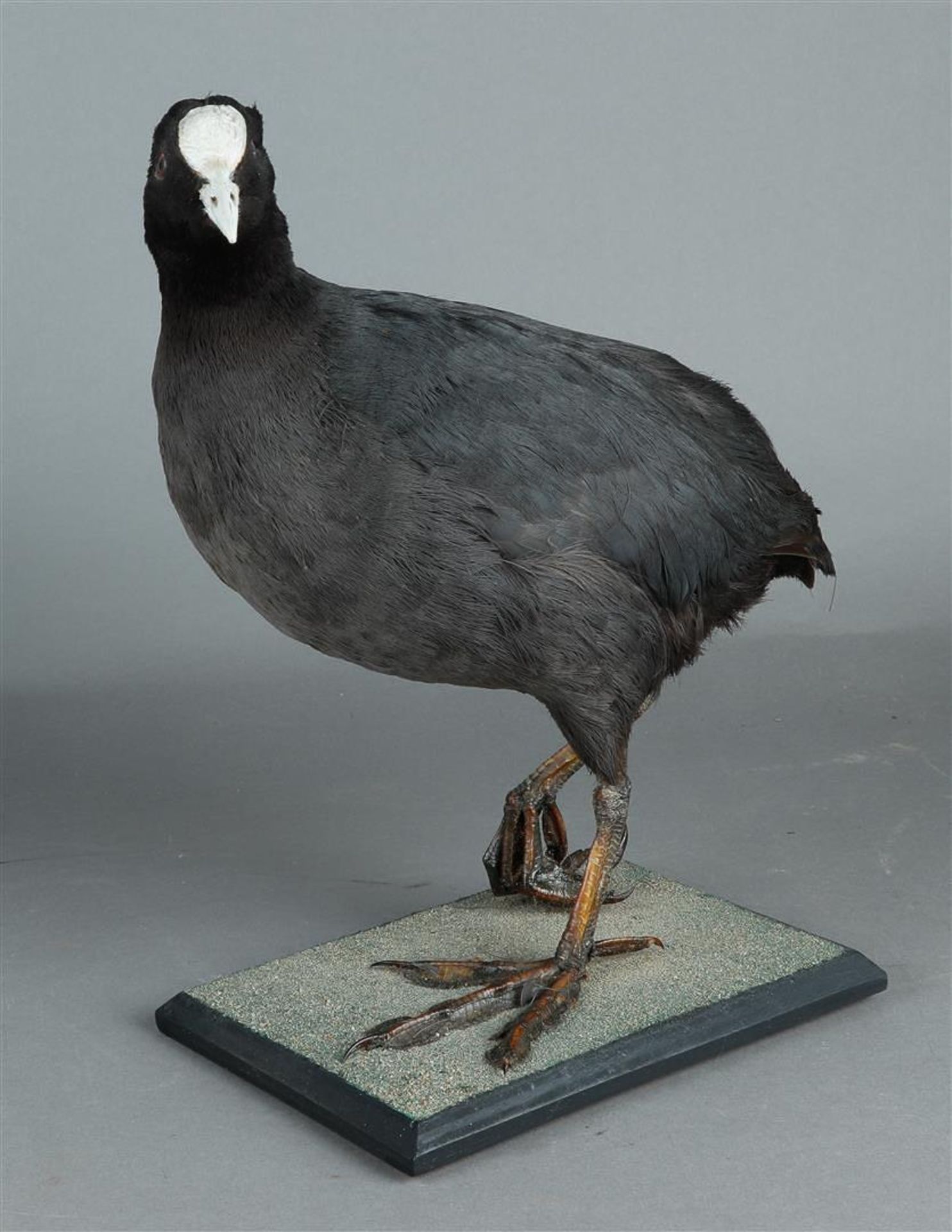 A coot, full-body mount, Fulica atra, ringed.