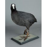 A coot, full-body mount, Fulica atra, ringed.