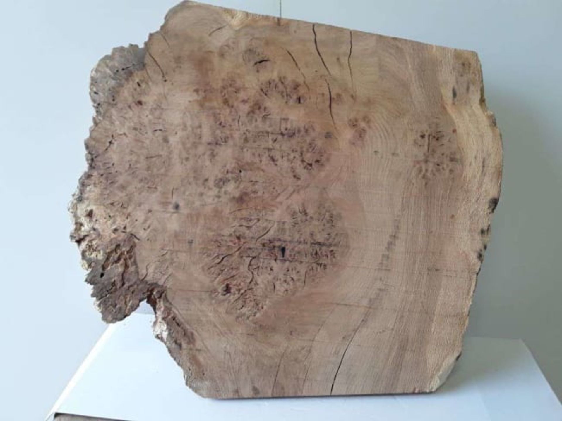 1X HARDWOOD TIMBER AIR DRIED SAWN ENGLISH OAK BURR SLAB *NO VAT* - Image 2 of 5